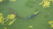 Common Pond Problems and Solutions: A Complete Maintenance Guide