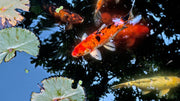 Decorative Pond Fish NYT