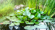 Taro Plant Underwater