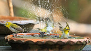 fountain for bird bath solar